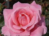 Realistic Pink Rose